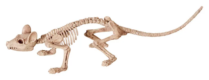 Seasons 6 in. Skeleton Asst Halloween Decor (Pack of 12)